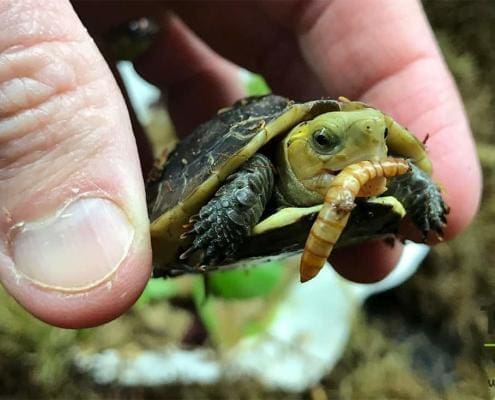 chinese box turtle for sale