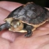 chinese box turtles