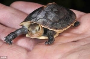 chinese box turtles