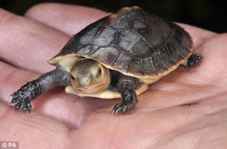 chinese box turtles
