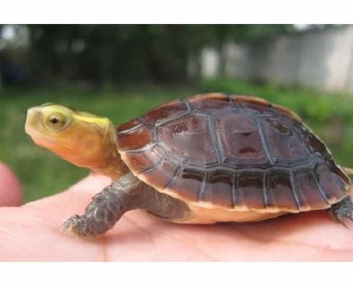 chinese box turtles for sale