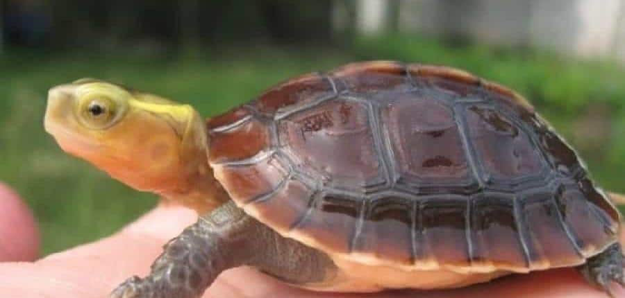 chinese box turtles for sale