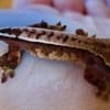 Chocolate Harlequin Crested Gecko