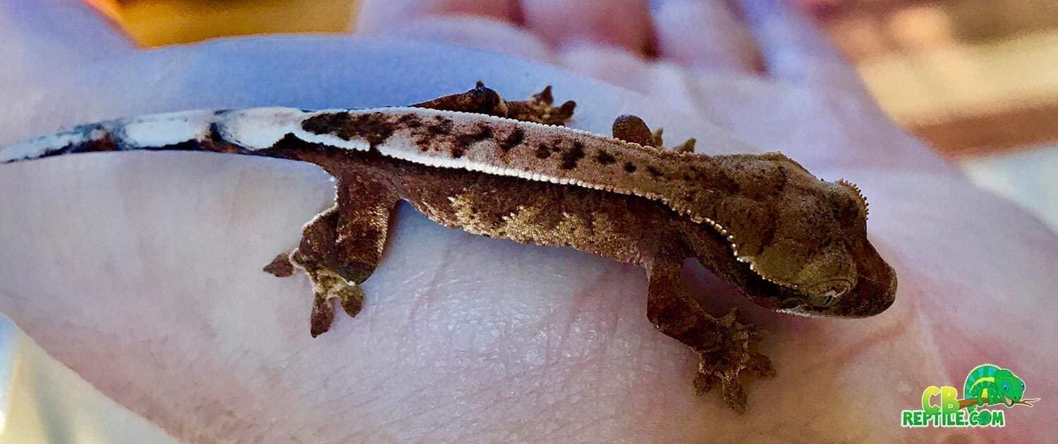 Chocolate Harlequin Crested Gecko