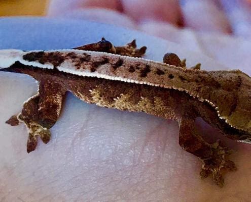 Chocolate Harlequin Crested Gecko