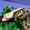 chocolate harlequin crested gecko for sale