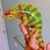designer panther chameleon