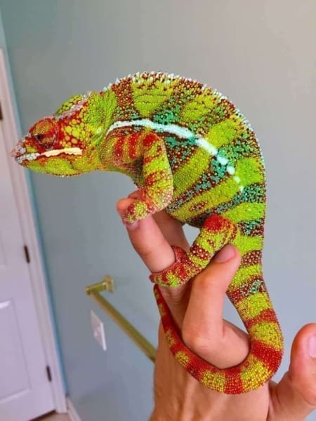 designer panther chameleon