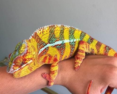 hybrid panther chameleon for sale