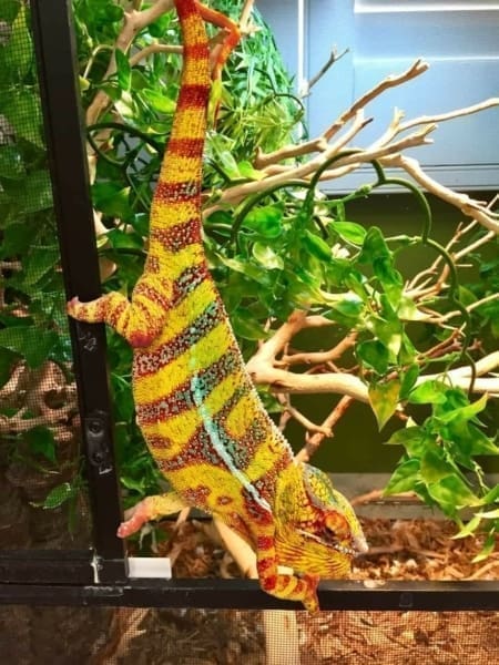 hybrid panther chameleon for sale near me