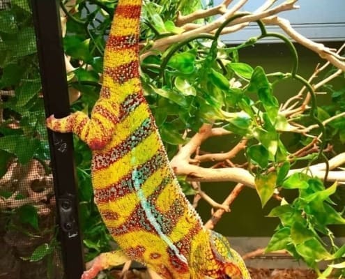 hybrid panther chameleon for sale near me