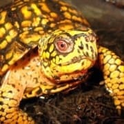 eastern box turtle for sale