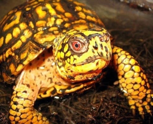 eastern box turtle for sale