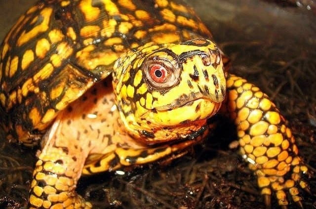 eastern box turtle for sale