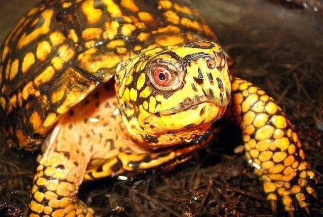 eastern box turtle for sale