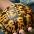 box turtle for sale