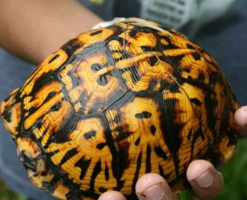 box turtle for sale