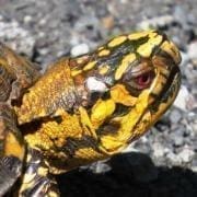 Eastern box turtle