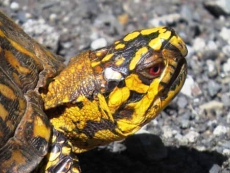 Eastern box turtle