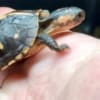 baby box turtle for sale