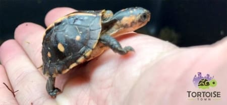 baby box turtle for sale