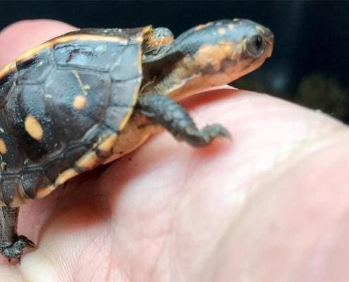 baby box turtle for sale