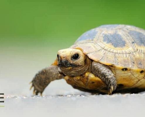 elongated tortoise for sale