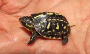 florida box turtle for sale