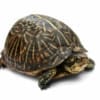 florida box turtles for sale