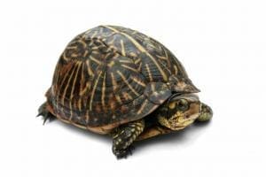 florida box turtles for sale