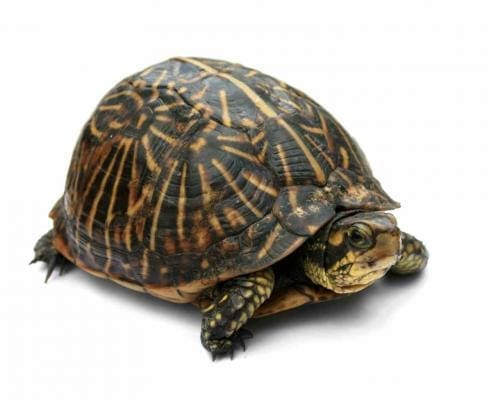 florida box turtles for sale