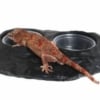 magnetic gecko food dish