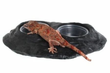 magnetic gecko food dish