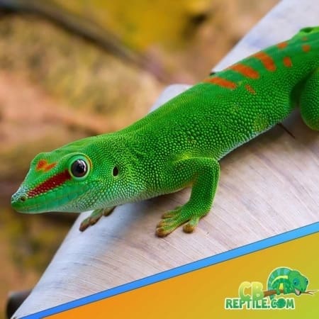 Giant day gecko for sale