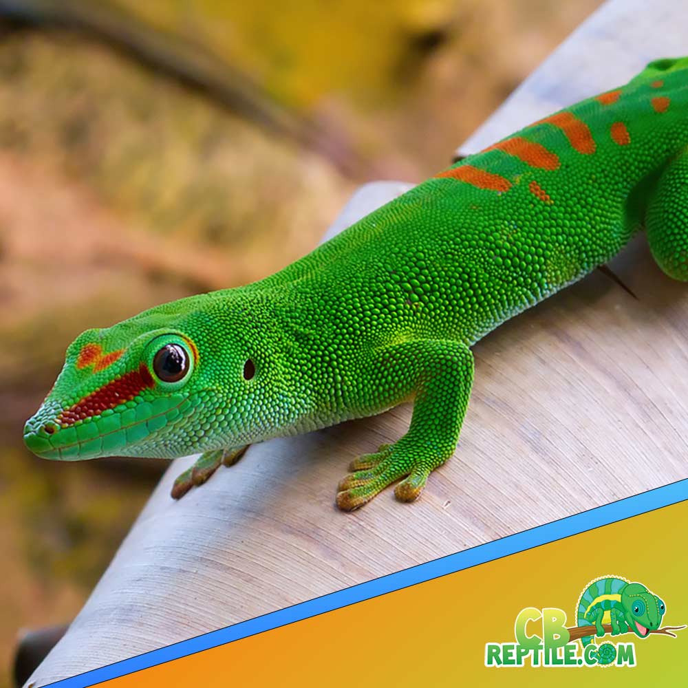 Giant Day Gecko Care Sheet Reptiles Magazine 47 OFF
