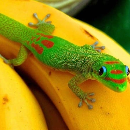 gold dust day gecko for sale