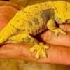 yellow crested geckos