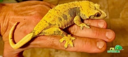 yellow crested geckos