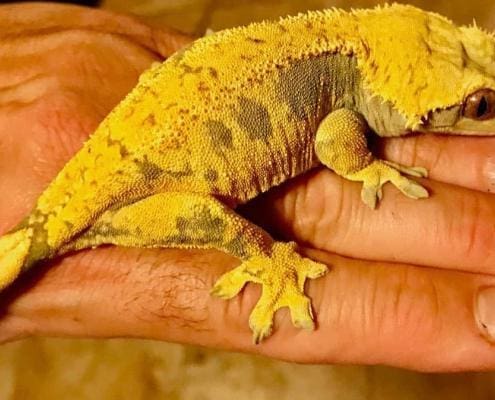 yellow crested geckos