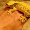 yellow crested gecko