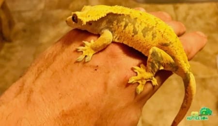 yellow crested gecko