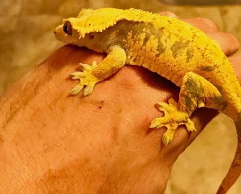 yellow crested gecko