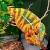 designer cross panther chameleon