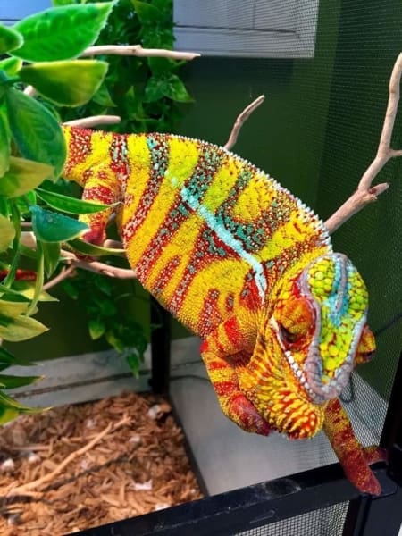 designer cross panther chameleon