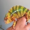 hybrid panther chameleons for sale