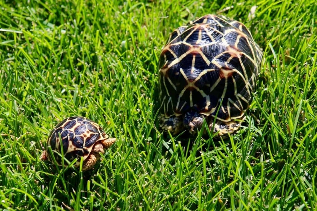 Indian star tortoises for sale