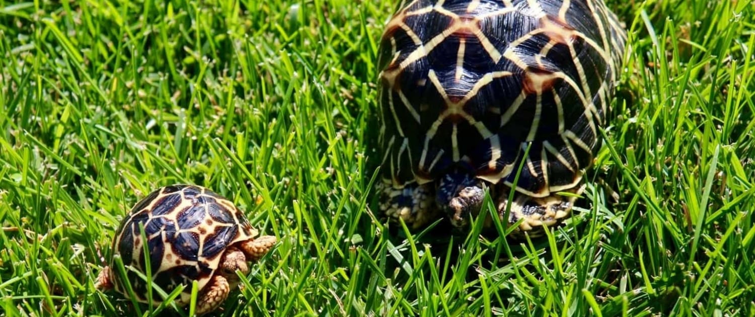 Indian star tortoises for sale