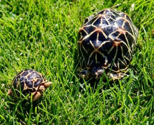 Indian star tortoises for sale