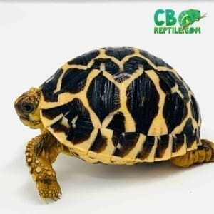 small tortoise breeds