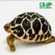 Indian Star tortoise for sale